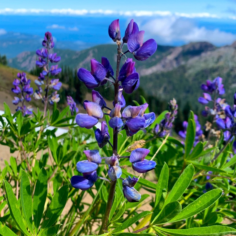 Meet your Posher, Shivani